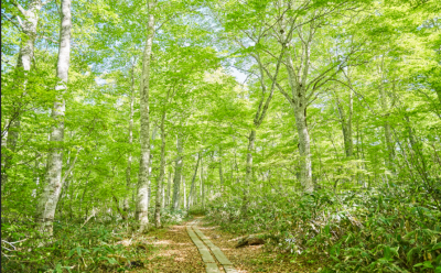 カヤの平高原の写真