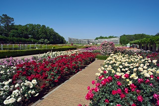 神代植物園バラ園の写真