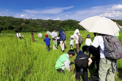 見学会の写真,谷戸沢にて昆虫などの生き物を採集している様子