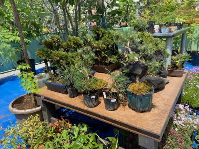 植木の写真
