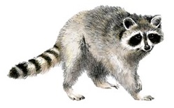 アライグマの画像