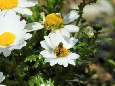 環境講座の花と虫の写真