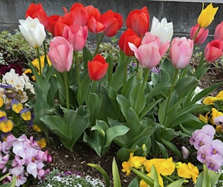 チューリップ他花がたくさん咲いている様子