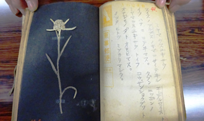 ミヤマウスユキソウの押し花の画像