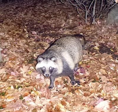 ICU内のタヌキの画像