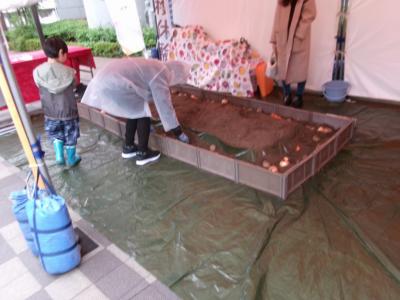 野菜堀りを体験している親子