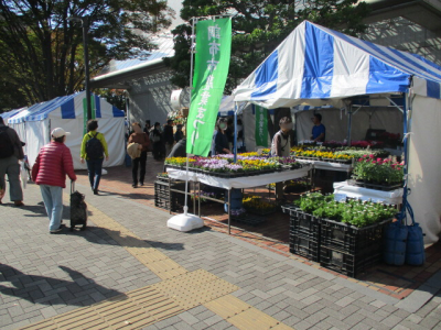 鉢植えのお花の販売