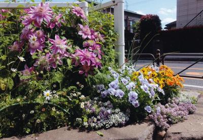 花を植えてる様子