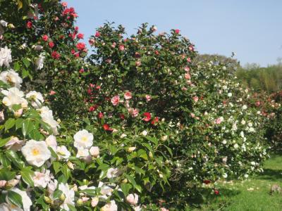 つばき園の画像