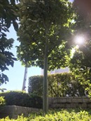 被爆アオギリ二世