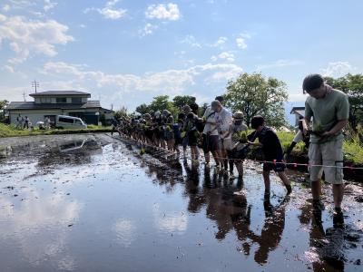 バスツアー田植え写真