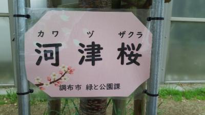 河津桜の看板の画像