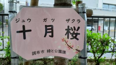 十月桜の看板の画像