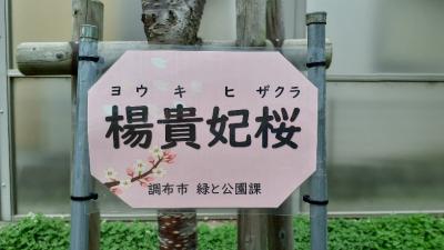 楊貴妃桜の看板の画像