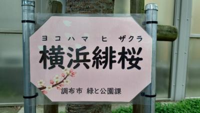 横浜緋桜の看板の画像
