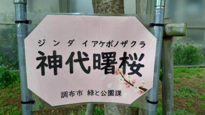 神代曙桜の看板の画像