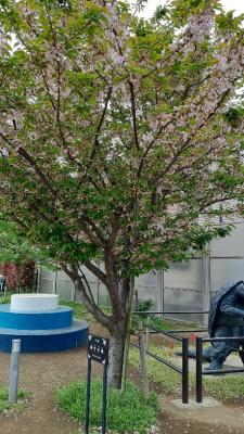 御室有明の写真