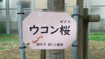 ウコン桜の看板の画像