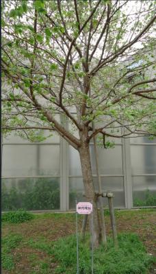 神代曙桜の写真