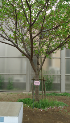 横浜緋桜の写真