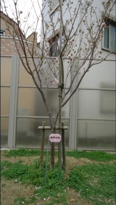 楊貴妃桜の写真