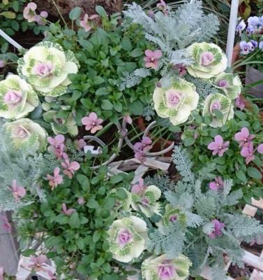 クリスマスから新春リース型寄せ植えの写真