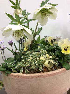 クリスマスローズをつかった寄せ植えの写真