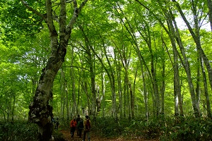 カヤの平高原のブナ林の写真