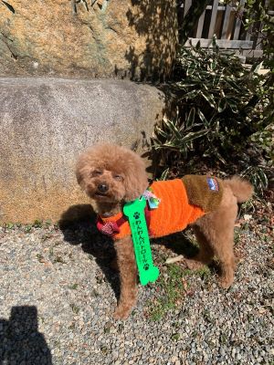 わんわんパトロール隊員(小太朗)の写真