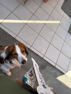 わんわんパトロール隊員(クルト)の写真