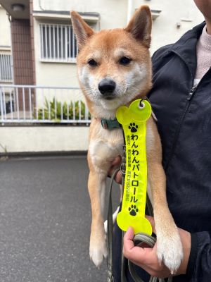わんわんパトロール隊員(COCO)の写真