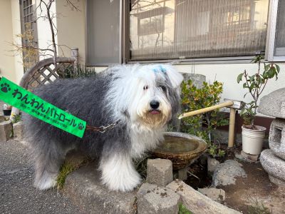 わんわんパトロール隊員(ベル)の写真