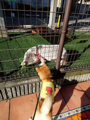 わんわんパトロール隊員(とく)の写真