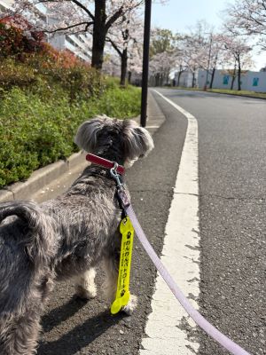 わんわんパトロール隊員(そら)の写真
