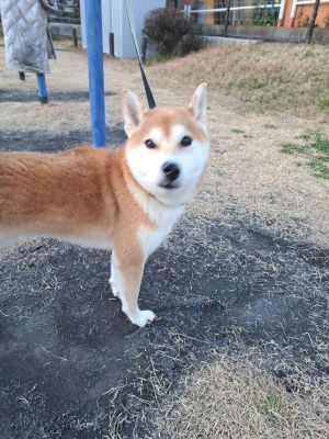わんわんパトロール隊員(くうた)の写真