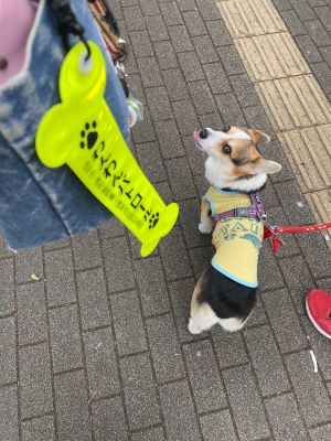 わんわんパトロール隊員(あずき)の写真