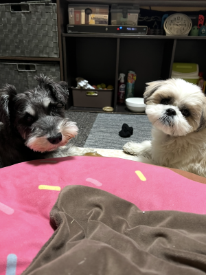 わんわんパトロール隊員(まるとココア)の写真