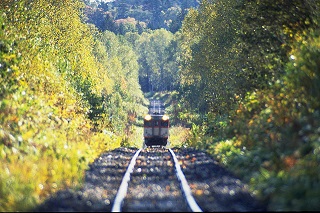 森を走る電車の画像