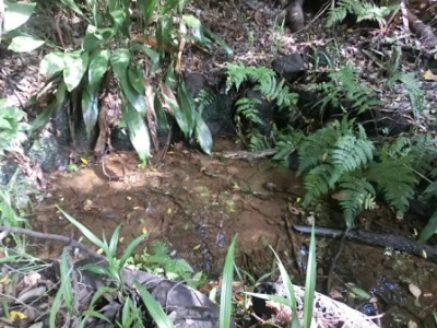 実篤公園湧水の写真