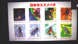 日本のスズメバチの種類