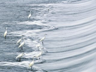 フォトコンテスト2018多摩川部門情報館賞「鷺と堰」の写真