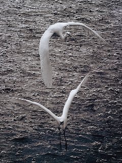 フォトコンテスト2018多摩川部門情報館賞「白鷺が舞う」の写真