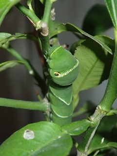 アゲハチョウの幼虫の写真
