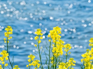 菜の花の写真