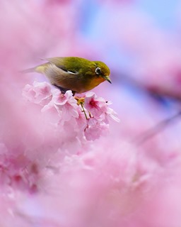 特別賞_市内部門_216_日向ぼっこの写真