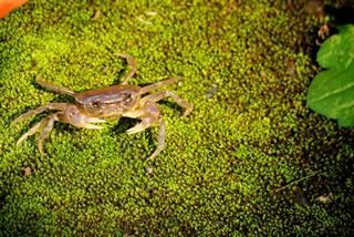 特別賞_多摩川部門_109_守りたいね大切な自然の写真