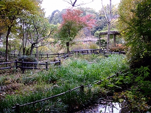 野草園の園内の写真