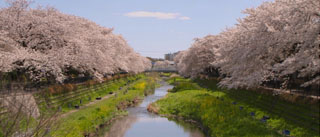 春の野川の画像