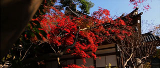 深大寺の紅葉の画像