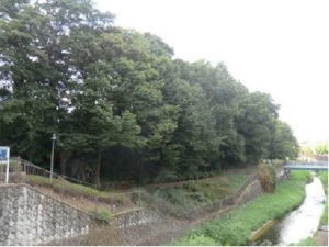 仙川崖線緑地の写真
